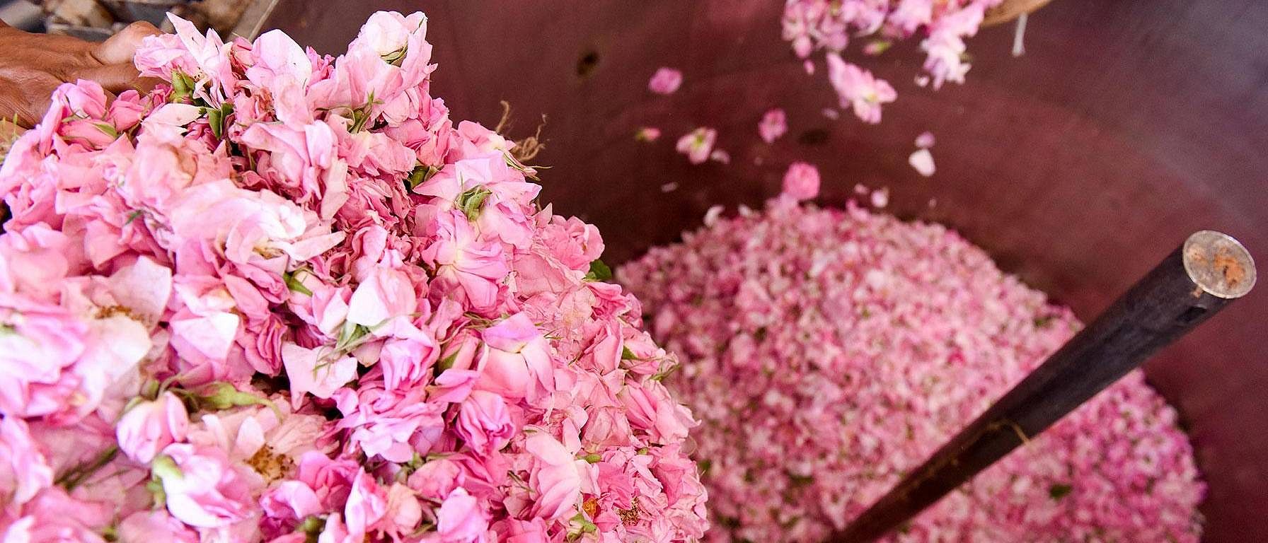 Weleda: Harnessing the Power of Nature for Holistic Beauty and Wellness