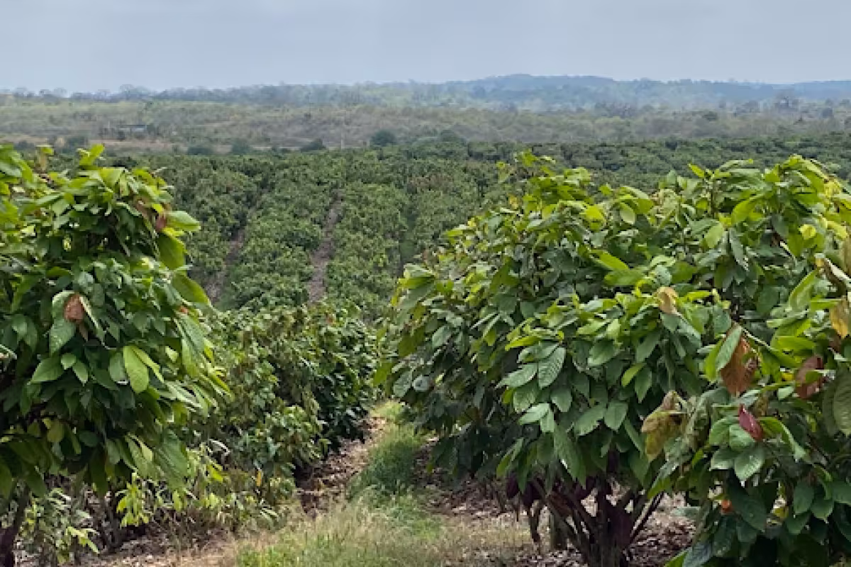 Barry Callebaut establishes Farm of the Future to power cocoa farming research and innovation