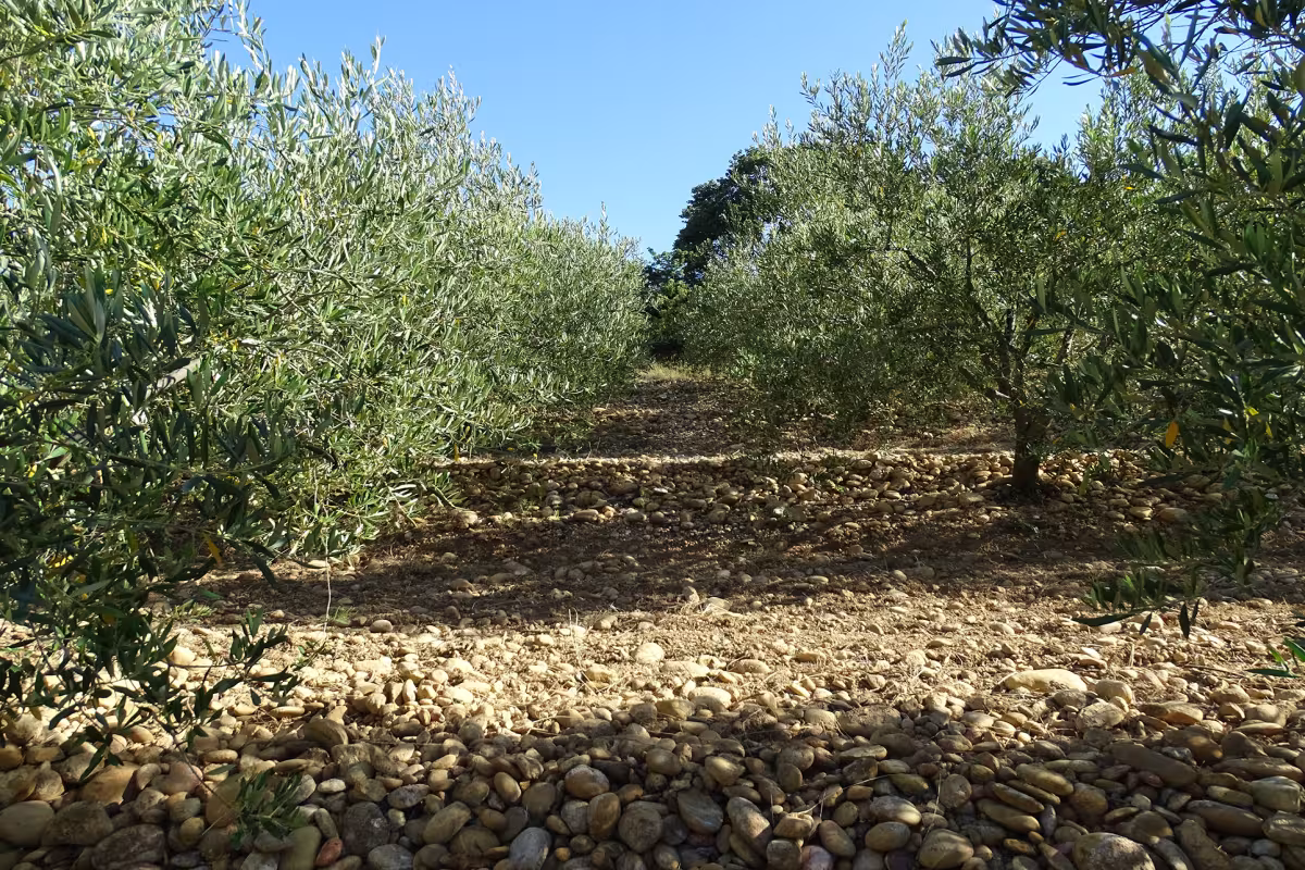PDO olive oils for the first time at Anuga