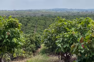 Barry Callebaut establishes Farm of the Future to power cocoa farming research and innovation