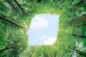 BKT Fortifies Sustainable Practices with Membership in Global Platform for Sustainable Natural Rubber