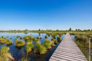 Sustainable Gardening: Why Ditching Peat is Essential for Our Planet