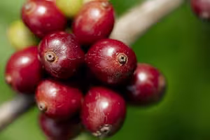 Nescafé Exceeds 2025 Goal for Regenerative Coffee Farming, Empowering Farmers and the Planet