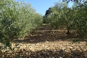 Artemide Unveils Veil: A Modern Classic Chandelier with a Twist Artemide Unveils Veil: A Modern Classic Chandelier with a Twist