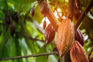 Barry Callebaut Unveils Roadmap to Achieve Net-Zero Emissions by 2050 Barry Callebaut Unveils Roadmap to Achieve Net-Zero Emissions by 2050