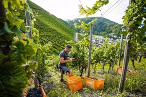 Ahrtal Celebrates the Frühburgunder – A Unique Forum Sets New Standards