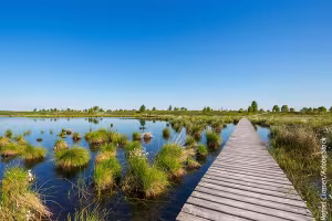 Sustainable Gardening: Why Ditching Peat is Essential for Our Planet