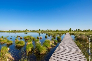 Sustainable Gardening: Why Ditching Peat is Essential for Our Planet