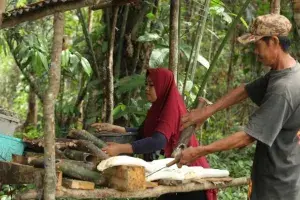 Continental Expands Natural Rubber Sustainability Project to Empower More Farmers by 2027
