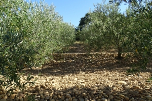 PDO olive oils for the first time at Anuga