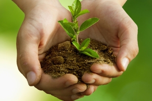 New Guide Helps Gardeners Understand Quality Standards for Peat-Free Potting Soils