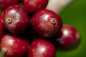 Nescafé Exceeds 2025 Goal for Regenerative Coffee Farming, Empowering Farmers and the Planet