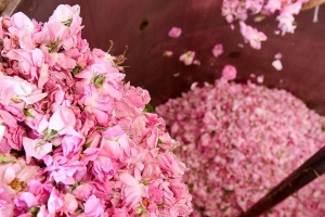 Weleda: Harnessing the Power of Nature for Holistic Beauty and Wellness