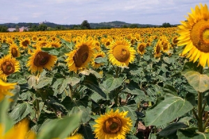 The Benefits of Ethical Sunflower Sourcing in Weleda’s NATRUE Certified Products