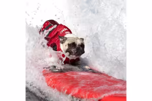 Surfing Dogs Ride Waves to Save Orphan Pets at Annual Surf-a-Thon