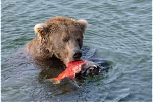 Fat Bear Week 2026 Returns: Vote for Alaska's Chunkiest Bear Champion