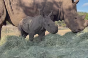 Texas Ranch Welcomes Third White Rhino Calf in Three Years