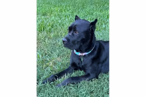 Puppy Nearly Dies After Chewing Open Bottle of Naproxen