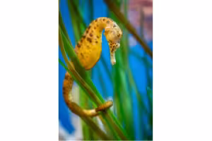 Monterey Bay Aquarium Opens New Bilingual Exhibit Nov. 7