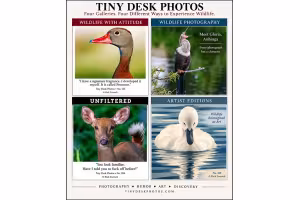 Photographer Launches Wildlife Site Mixing Humor, Art and Animal Facts