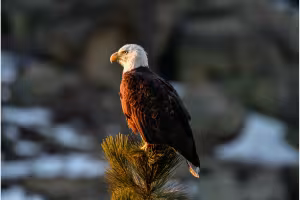 Big Bear Valley to Honor Beloved Bald Eagle Jackie with Weekend Tribute