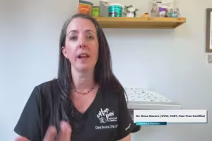 Underwater Treadmills, Laser Therapy: How Pet Rehab Helps Dogs and Cats Heal