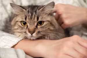 Pet Longevity Drugs, $50,000 Clones and Cryonics: Biotech's Pet Offer