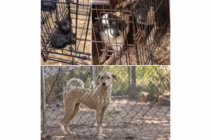 24 Animals Rescued From Cruelty Case in Rural Tennessee County