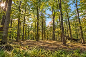 Berkshires Land Sale: 2.5-Acre Wooded Lots From $99,900