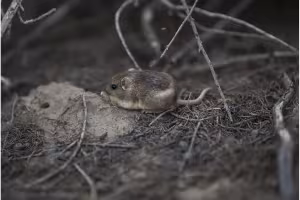 Tiny Endangered Mouse Gets Third Wild Home at Camp Pendleton