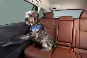 Pets Are Steering Holiday Travel, and Many Owners Choose Driving Over Flying