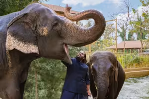 WELT TV Documentary Follows Rescued Elephants at India's Vantara