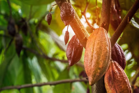 Barry Callebaut Unveils Roadmap to Achieve Net-Zero Emissions by 2050