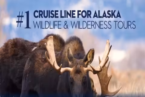 Attractive Benefits for Cruise Enthusiasts: Holland America Line's "HAVE IT ALL" Offer and Additional Perks with "Have It All+