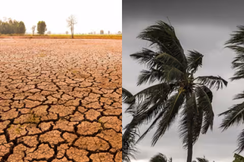 Coconut Price Surge: Weather, Global Tensions, and Supply Chain Impacts Explained