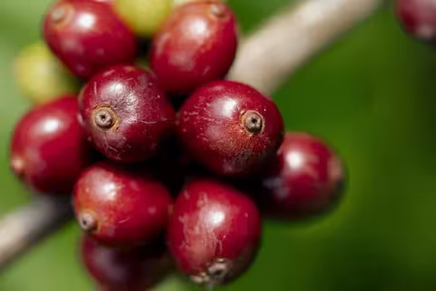 Nescafé Exceeds 2025 Goal for Regenerative Coffee Farming, Empowering Farmers and the Planet