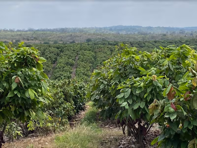 Barry Callebaut establishes Farm of the Future to power cocoa farming research and innovation