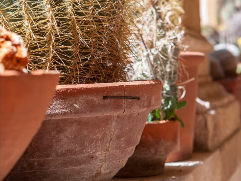 Euganea Vasi Celebrates Sustainability and Heritage with New Edition of "More than a Pot"