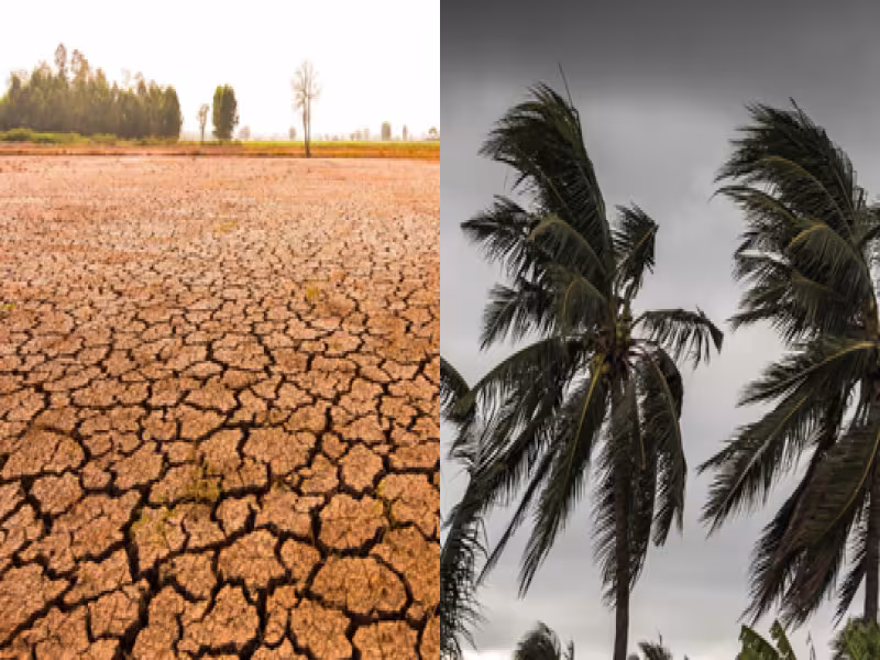 Coconut Price Surge: Weather, Global Tensions, and Supply Chain Impacts Explained