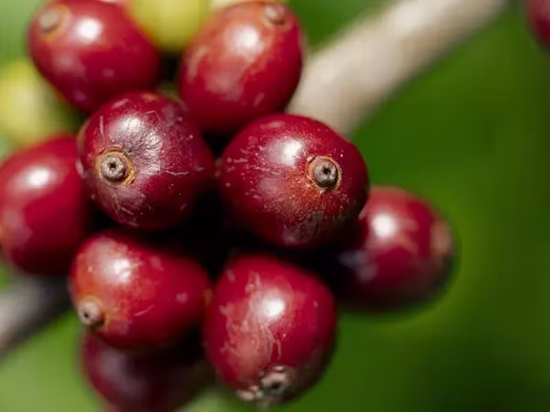 Nescafé Exceeds 2025 Goal for Regenerative Coffee Farming, Empowering Farmers and the Planet