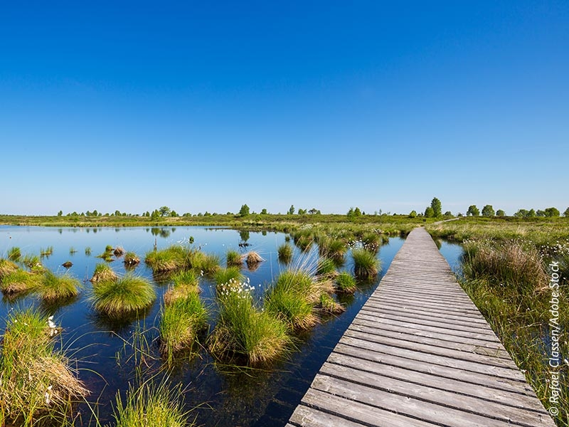 Sustainable Gardening: Why Ditching Peat is Essential for Our Planet