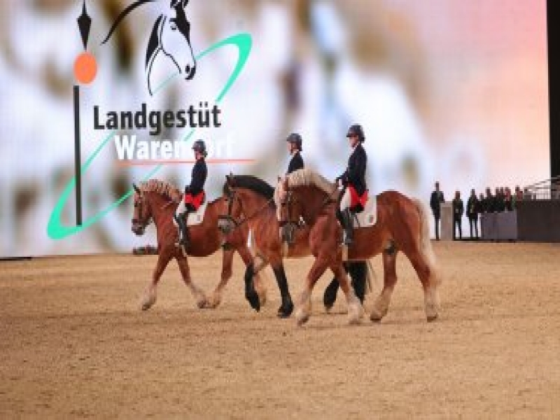 EQUITANA 2023: Sport and breeding, show and shopping
