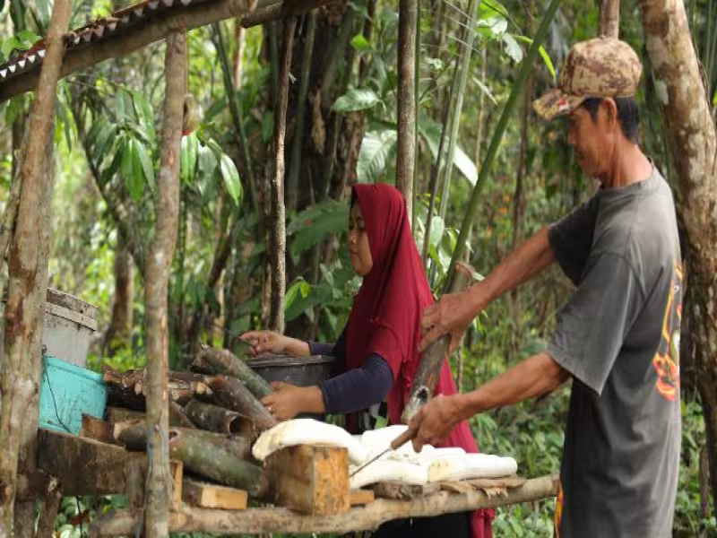 Continental Expands Natural Rubber Sustainability Project to Empower More Farmers by 2027