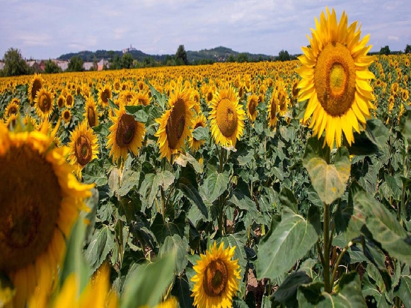The Benefits of Ethical Sunflower Sourcing in Weleda’s NATRUE Certified Products