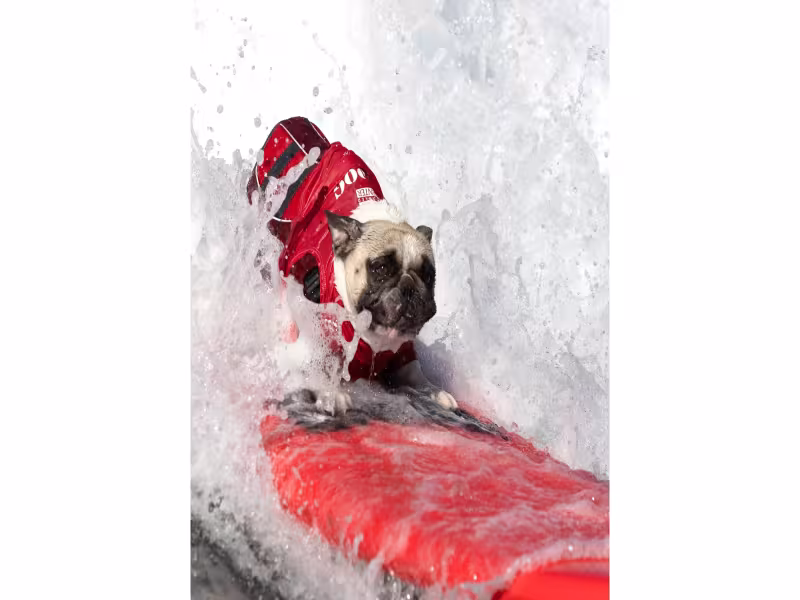 Surfing Dogs Ride Waves to Save Orphan Pets at Annual Surf-a-Thon