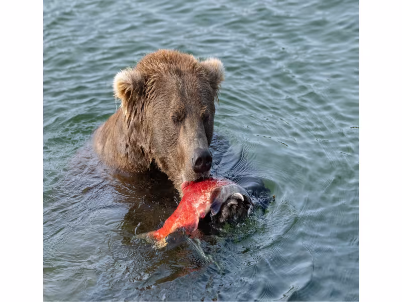 Fat Bear Week 2026 Returns: Vote for Alaska's Chunkiest Bear Champion