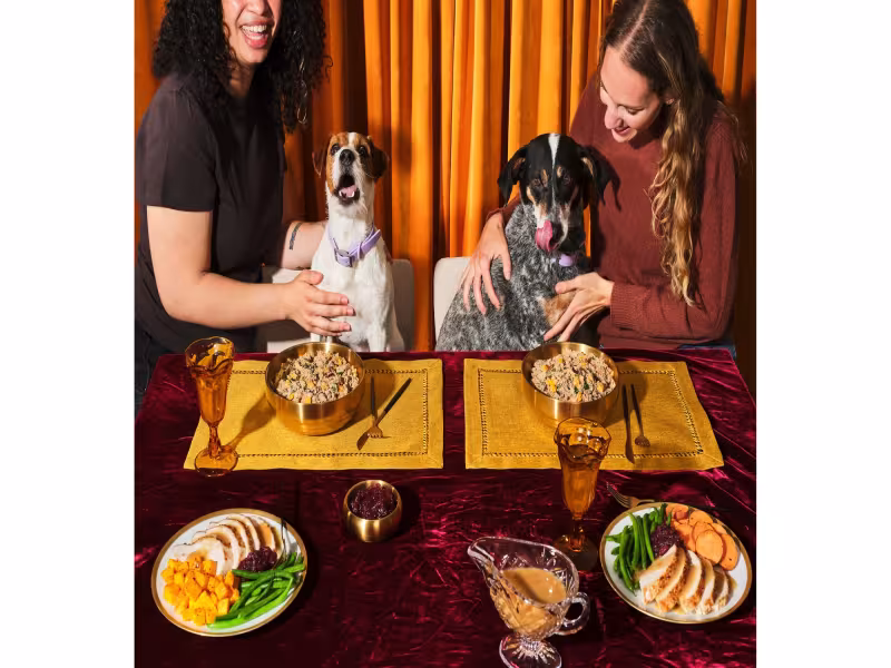 Ollie Launches Holiday Feast, a Fresh Turkey Dinner Made Just for Dogs