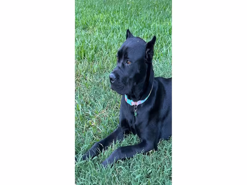 Puppy Nearly Dies After Chewing Open Bottle of Naproxen