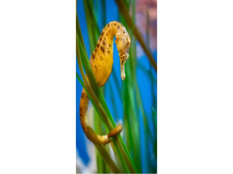 Monterey Bay Aquarium Opens New Bilingual Exhibit Nov. 7