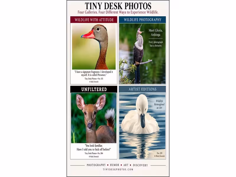Photographer Launches Wildlife Site Mixing Humor, Art and Animal Facts